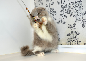 Zdjęcie №3. Szykowny kot o rzadkim fioletowym kolorze. Federacja Rosyjska