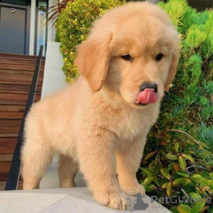 Zdjęcie №1. golden retriever - na sprzedaż w Ромета Мареа | negocjowane | Zapowiedź №133670