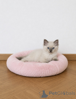 Zdjęcie №3. Urocza kotka Ragdoll dostępna do adopcji. Belgia