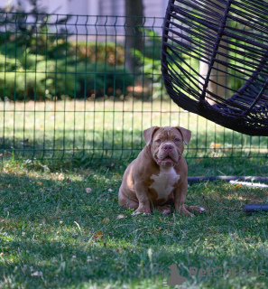 Dodatkowe zdjęcia: American Bully szczenięta na sprzedaż