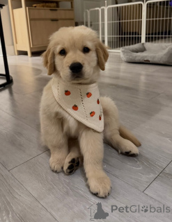 Zdjęcie №1. golden retriever - na sprzedaż w DąBRowa Góriza | negocjowane | Zapowiedź №173322