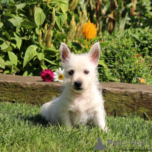 Zdjęcie №4. Sprzedam west highland white terrier w Berlin.  - cena - negocjowane