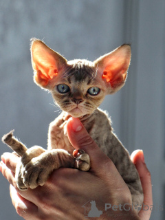 Zdjęcie №3. Zabawne kocięta Devon Rex, pełne energii i psot. Szwecja