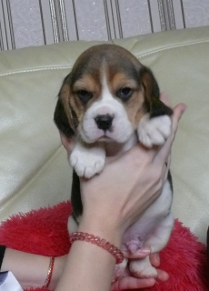 Zdjęcie №1. beagle (rasa psa) - na sprzedaż w Cherepovets | 1513zł | Zapowiedź №3850