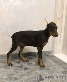 Zdjęcie №3. Doberman. Serbia