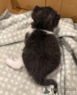 Zdjęcie №2 do zapowiedźy № 144562 na sprzedaż  kot brytyjski krótkowłosy - wkupić się Niemcy hodowca