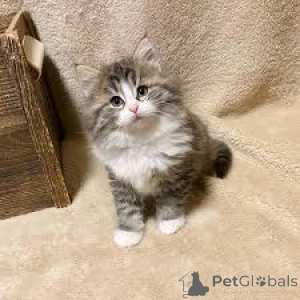 Zdjęcie №3. Noorse Boskattenkittens te koop. Belgia