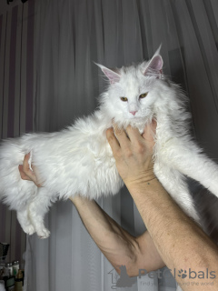 Zdjęcie №4. Sprzedam maine coon w Mińsk. od żłobka - cena - 1046zł