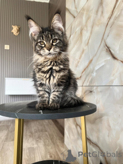 Zdjęcie №1. maine coon - na sprzedaż w Würzburg | negocjowane | Zapowiedź № 169928