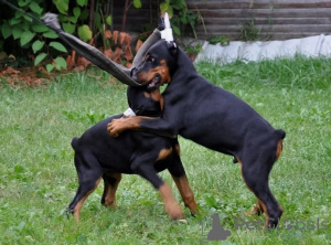 Zdjęcie №3. ?SZCZYT? Szczenięta Doberman. Niemcy
