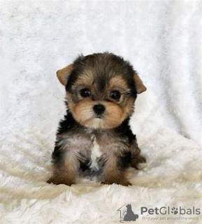 Zdjęcie №1. yorkshire terrier - na sprzedaż w Berlin | negocjowane | Zapowiedź №97600