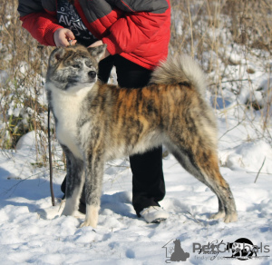 Zdjęcie №1. akita (rasa psa) - na sprzedaż w Smoleńsk | 881zł | Zapowiedź №7313