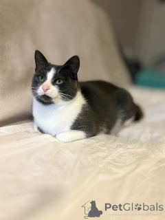 Zdjęcie №4. Sprzedam  w Mińsk. prywatne ogłoszenie - cena - Bezpłatny