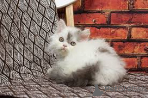 Zdjęcie №3. Chatons Selkirk Rex do sprzedaży. Belgia
