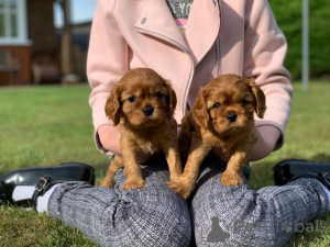 Zdjęcie №3. Szczenięta Cavalier King Charles Spaniel.. Austria