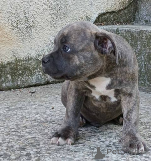 Zdjęcie №2 do zapowiedźy № 153441 na sprzedaż  american bully - wkupić się Serbia 