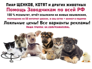 Zdjęcie №1. Usługi dostawy i transportu kotów i psów w Petersburg. Zapowiedź № 2008