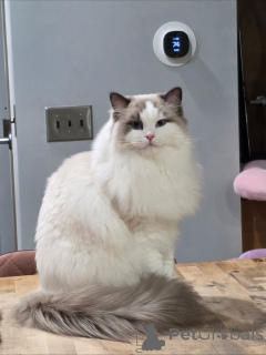 Zdjęcie №2 do zapowiedźy № 158452 na sprzedaż  maine coon - wkupić się Szwajcaria prywatne ogłoszenie