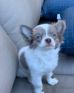 Zdjęcie №2 do zapowiedźy № 166828 na sprzedaż  chihuahua (rasa psów) - wkupić się Wielka Brytania prywatne ogłoszenie, hodowca