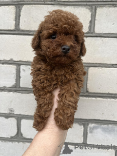 Zdjęcie №3. Szczenięta płci żeńskiej pudla zabawkowego. Ukraina