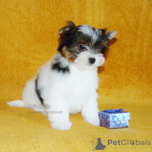 Zdjęcie №3. Szczenięta Biewer Terriera w Tbilisi i Batumi. Rodowód FCI.. Gruzja