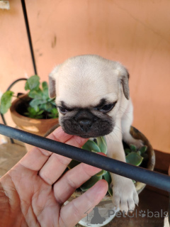 Zdjęcie №1. mops - na sprzedaż w Baden-Baden | negocjowane | Zapowiedź №166146