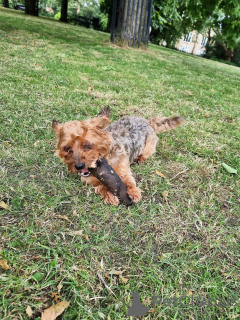 Zdjęcie №3. Szukam domu tymczasowego dla mojego psa. Wielka Brytania