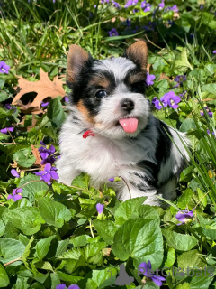 Zdjęcie №2 do zapowiedźy № 138945 na sprzedaż  yorkshire terrier biewer - wkupić się USA hodowca