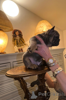 Zdjęcie №3. Ekskluzywny! Szczenięta buldoga francuskiego.. Austria