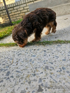 Zdjęcie №2 do zapowiedźy № 176153 na sprzedaż  yorkshire terrier - wkupić się Wyspy Alandzkie prywatne ogłoszenie