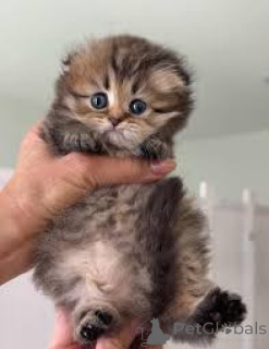 Zdjęcie №3. Kocięta Schattige Munchkin zostały zoeken een nieuw thuis.. Belgia