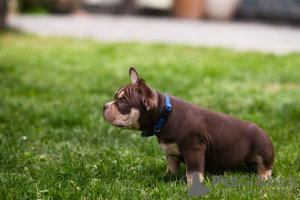 Dodatkowe zdjęcia: American Bully szczenięta na sprzedaż