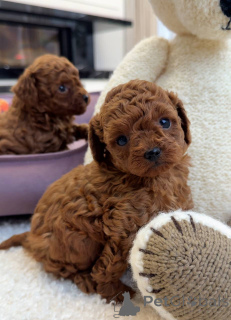 Zdjęcie №3. OSTATNI CHŁOPIEC dostępny! Nie przegap tego wspaniałego 10-tygodniowego rudego. Wielka Brytania