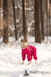 Zdjęcie №1. pies nierasowy - na sprzedaż w Rzeka Moskwa | Bezpłatny | Zapowiedź №163747