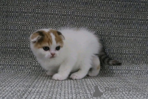 Zdjęcie №2 do zapowiedźy № 161746 na sprzedaż   - wkupić się Belgia 