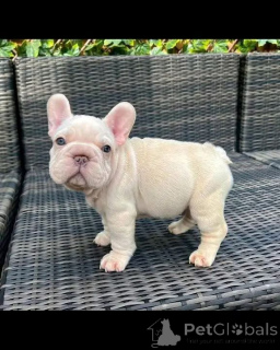 Zdjęcie №1.  - na sprzedaż w Colmar | negocjowane | Zapowiedź №167015