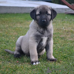 Zdjęcie №1. pies nierasowy - na sprzedaż w Melbourne | 10165zł | Zapowiedź №143401