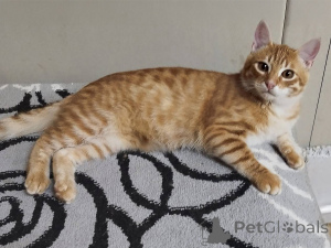 Zdjęcie №4. Sprzedam  w Mińsk. prywatne ogłoszenie - cena - Bezpłatny