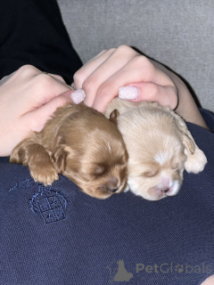 Zdjęcie №4. Sprzedam maltipu w Taszkent. prywatne ogłoszenie - cena - negocjowane