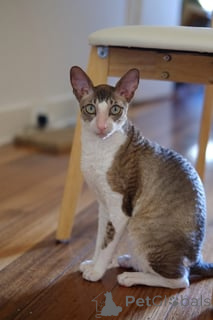 Zdjęcie №1. kot cornish rex - na sprzedaż w Chrześcijanie | negocjowane | Zapowiedź № 173136
