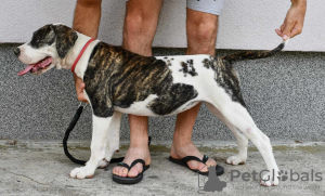 Dodatkowe zdjęcia: Amerykański buldog szczenięta