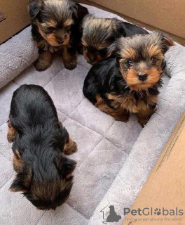 Zdjęcie №1. yorkshire terrier - na sprzedaż w Budapest | negocjowane | Zapowiedź №42525