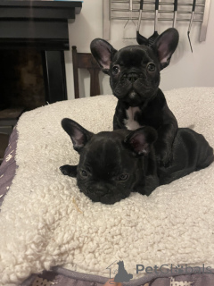 Zdjęcie №3. 12 -tygodniowy szczeniak francuski buldog. Niemcy
