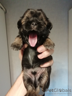 Dodatkowe zdjęcia: Rasowe szczenięta Shih Tzu.