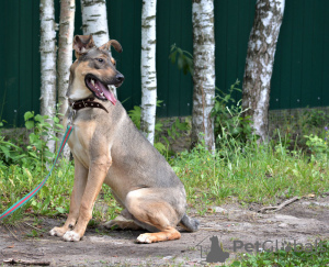 Zdjęcie №2 do zapowiedźy № 72140 na sprzedaż  pies nierasowy - wkupić się Federacja Rosyjska prywatne ogłoszenie, ze schronu