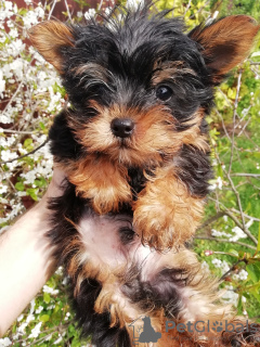 Zdjęcie №4. Sprzedam yorkshire terrier biewer, yorkshire terrier w Wilno. prywatne ogłoszenie, od żłobka, hodowca - cena - 1674zł