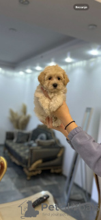 Zdjęcie №3. Maltipoo of top genetics. Serbia