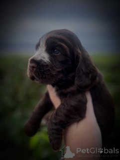 Zdjęcie №3. Poznaj elegancję Bentleya w ruchu i miłość w duchu. Nasz mały dżentelmen o. Francja