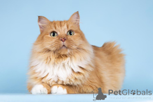 Zdjęcie №4. Sprzedam  w Chimki. ze schronu - cena - Bezpłatny