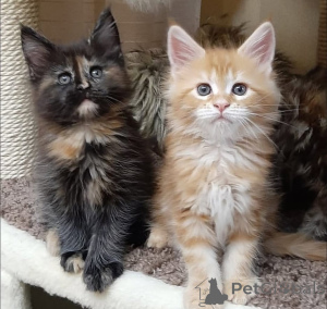 Zdjęcie №1. kot syberyjski - na sprzedaż w Kolonia | Bezpłatny | Zapowiedź № 160190